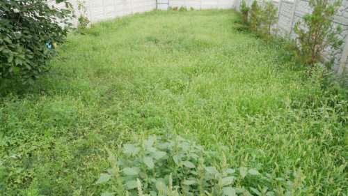 Pradinė vejos būklė