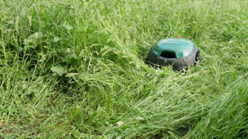 Aukštos žolės pjovimas