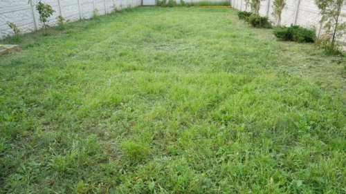 Truputį nupjauta žolė