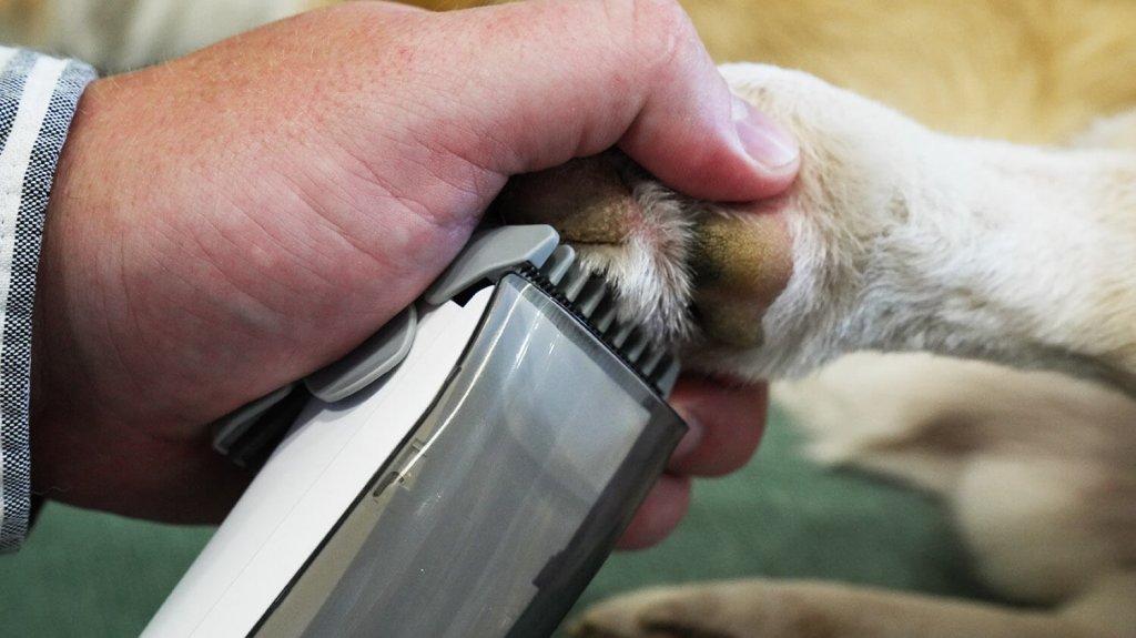 Genio Pet i50: Haircut